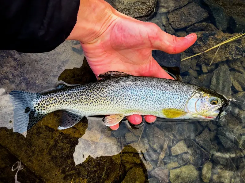 Clackamas River Workaholic Weekday Fly Fishing Program – Guided Angling
