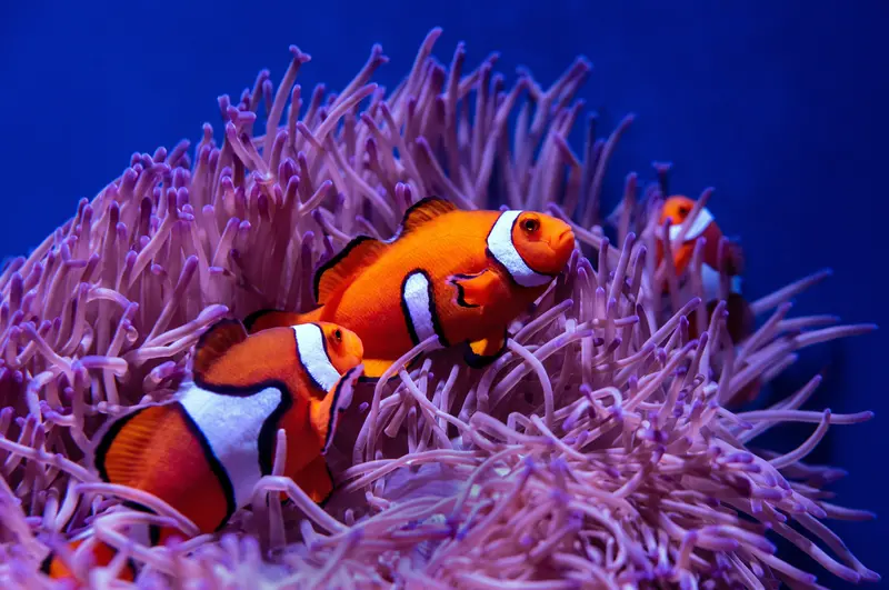 Clownfish Family Group Magnet
