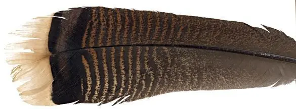 Feather-Craft Large Wild Turkey Tail Feathers – Premium Fly-Tying Stock