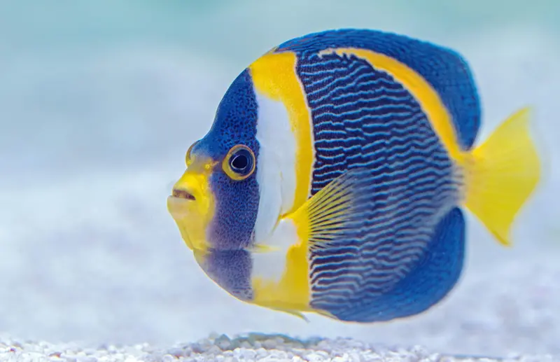 Hand-Drawn Angel Fish Magnet