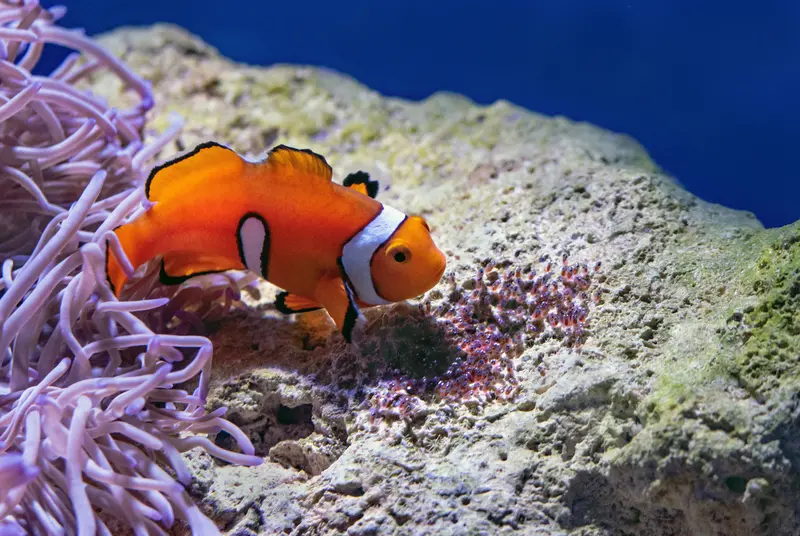 Relaxed Clownfish Scene Magnet