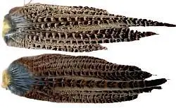 Ringneck Pheasant Hen Tail Clumps – Whole Natural Feathers