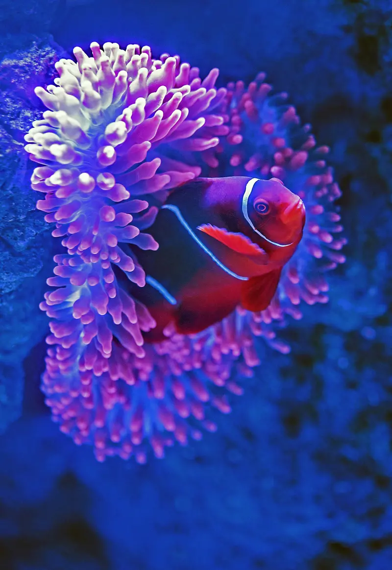 Royal Clownfish Marine Magnet