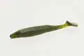 Zoom Swimmin’ Super Fluke Jr. – Watermelon Seed Color